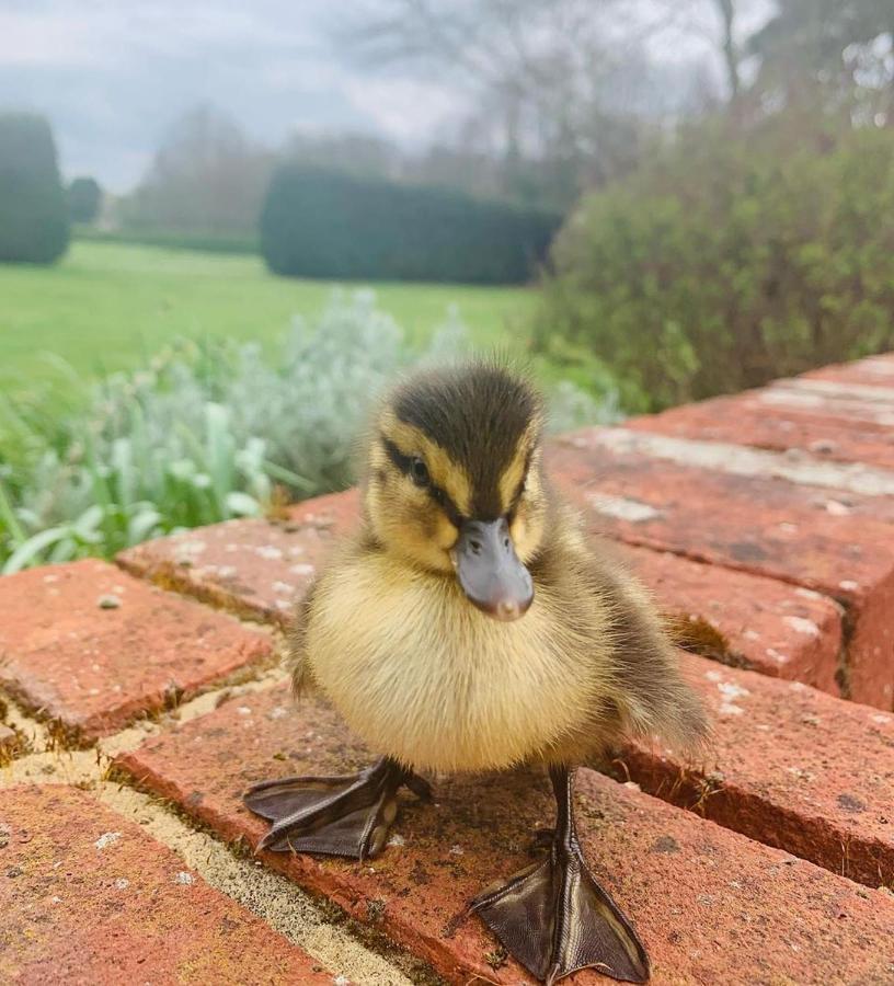 Tewinbury Farm Hotel Dış mekan fotoğraf